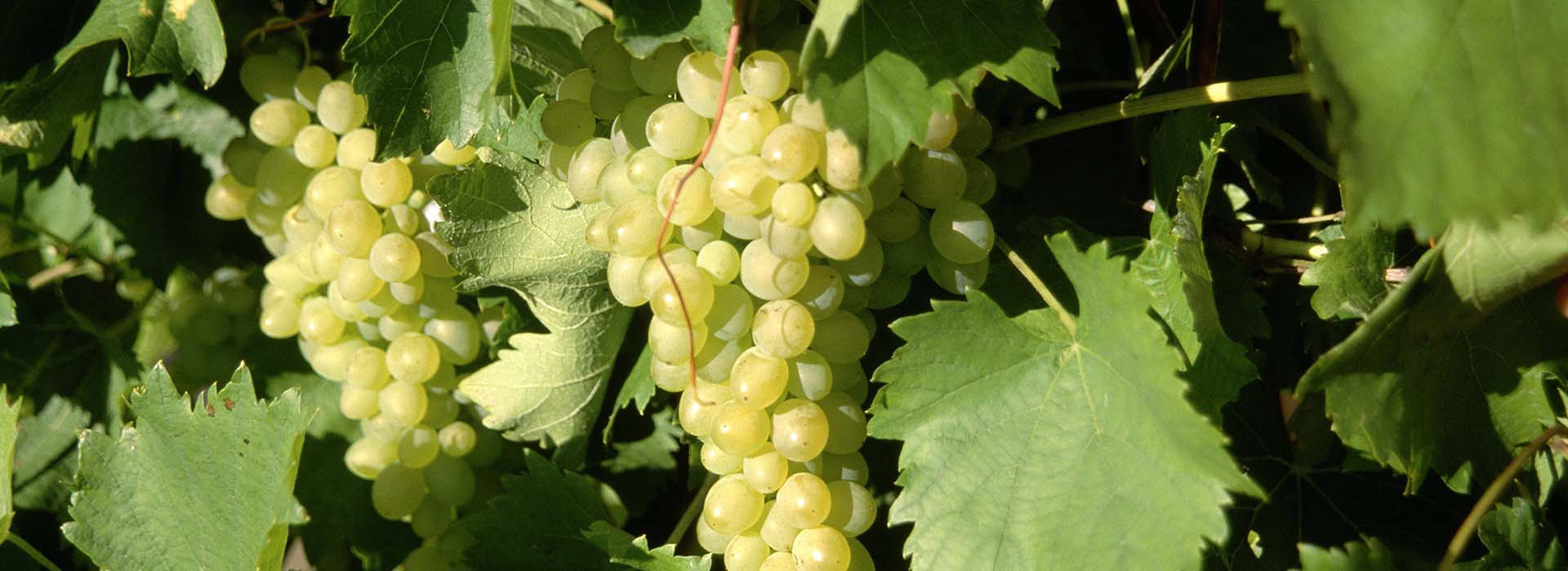 Grüner Veltliner